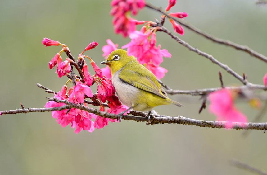 春花绽放孕生机。