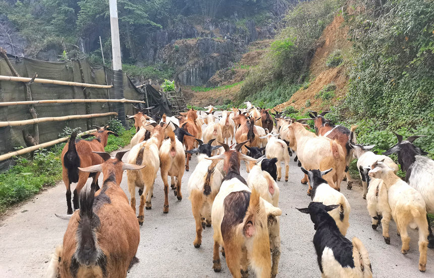 在山间行走的山羊群。龙嘉嘉摄