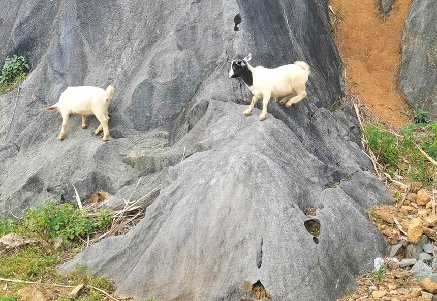 山羊在石山上攀爬。龙嘉嘉摄