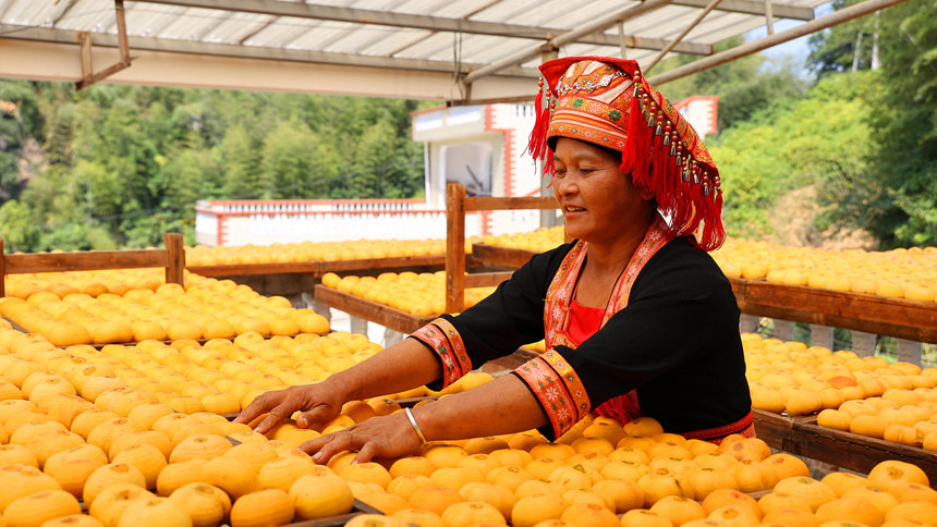 广西平乐：柿子喜丰收，柿饼甜如蜜