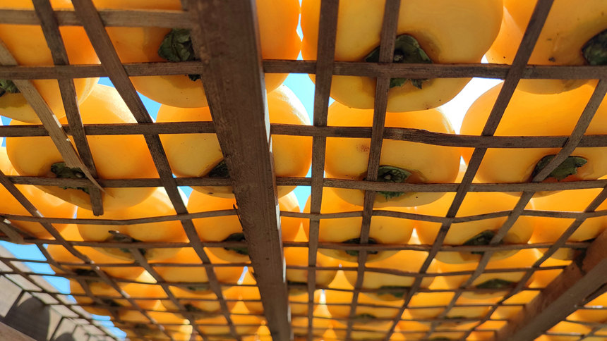 正在制作晾晒的柿饼。